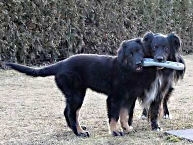 Cassy & ihr Rudelmitglied Balou